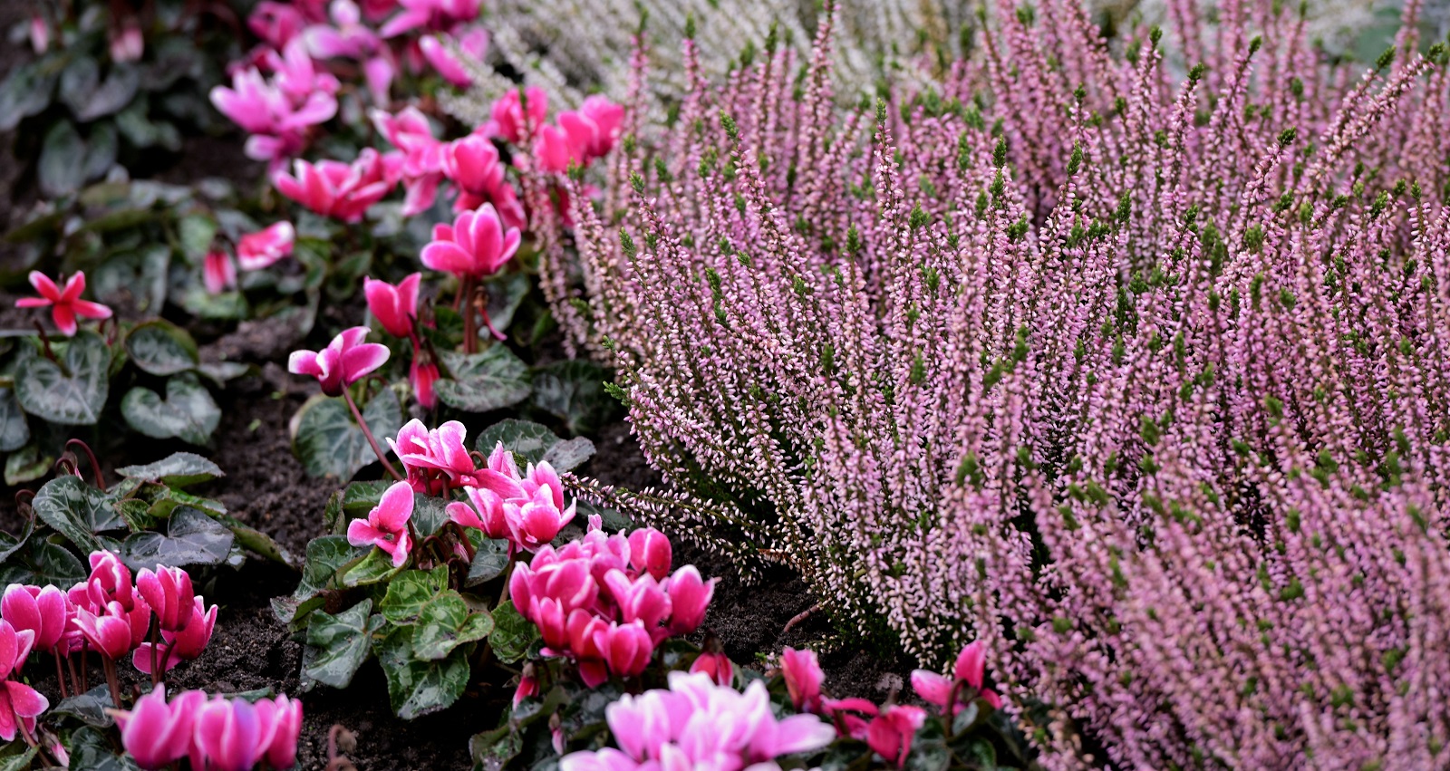 Jardin 5 fleurs qui sublimeront votre extérieur en hiver — free download